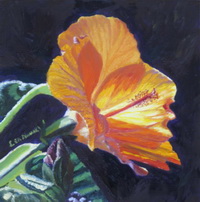 thumbnail of painting "Backlit Hibiscus"